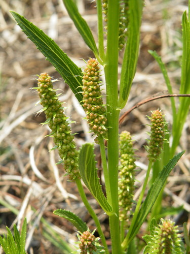 Image of Acalypha angustata by (c) Antoinette Eyssell Knox, some rights reserved (CC BY-SA)