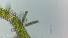 Stichosiphon willei