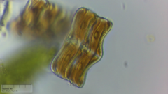 Achnanthes inflata
