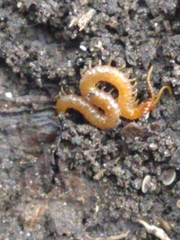 Geophilomorpha