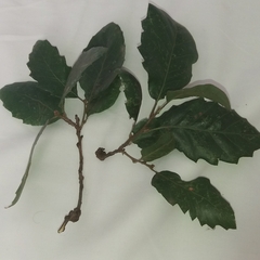 Quercus × crenata