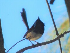 Malurus