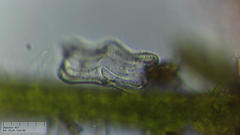 Achnanthes inflata
