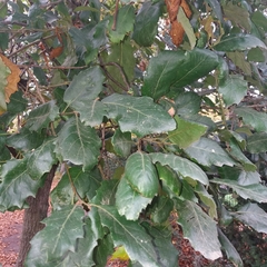 Quercus × crenata