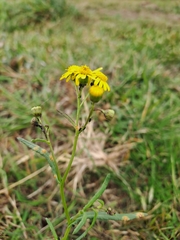 Senecio madagascariensis