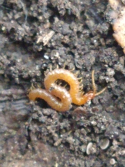 Geophilomorpha