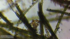 Achnanthes inflata
