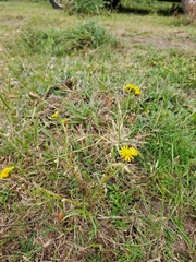 Senecio madagascariensis