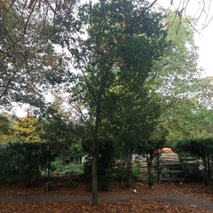 Quercus × crenata