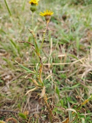 Senecio madagascariensis