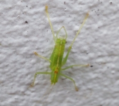 Meconema meridionale