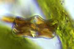Achnanthes inflata