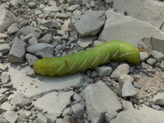 Sphinx ligustri