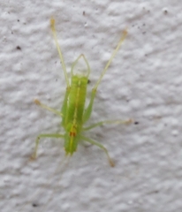 Meconema meridionale