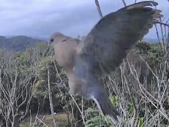 Streptopelia tranquebarica