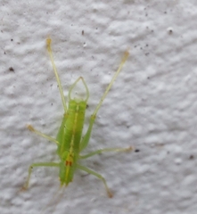 Meconema meridionale