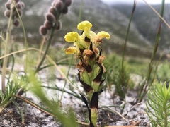 Disa sabulosa
