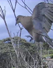 Streptopelia tranquebarica