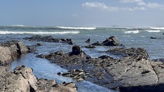 Arctocephalus pusillus pusillus