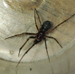 Steatoda