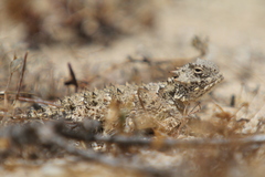 Phrynosoma blainvillii