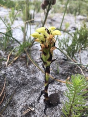 Disa sabulosa