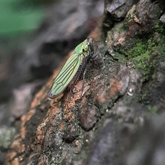 Chlorogonalia losoplanensis