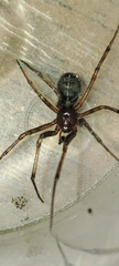 Steatoda