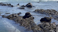 Arctocephalus pusillus pusillus