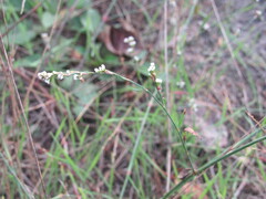Polygonum arenarium