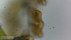 Achnanthes inflata