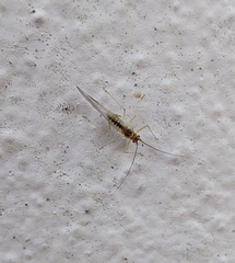 Aphididae
