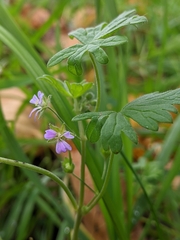 Geranium pusillum