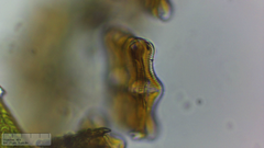 Achnanthes inflata