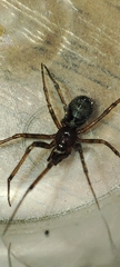 Steatoda