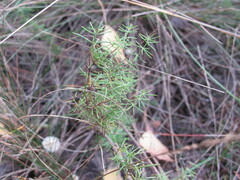 Galium verum