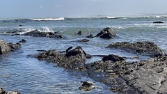 Arctocephalus pusillus pusillus