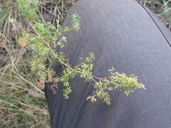 Galium verum