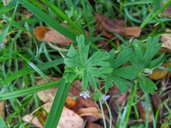 Geranium pusillum