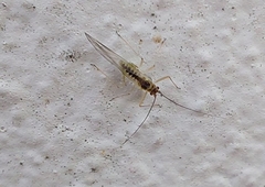 Aphididae
