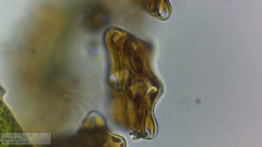 Achnanthes inflata