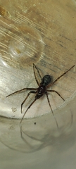 Steatoda