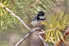 Periparus ater
