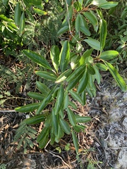 Citharexylum spinosum