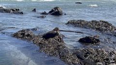 Arctocephalus pusillus pusillus