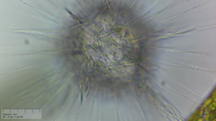 Raphidocystis pallida