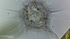 Raphidocystis pallida
