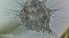 Raphidocystis pallida