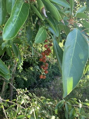 Citharexylum spinosum