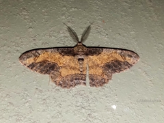 Colocleora divisaria